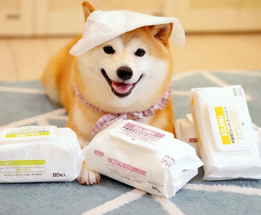 Solutions-and-Insights-from-a-Professional-Pet-Wipes-Manufacturer Solutions-and-Insights-from-a-Professional-Pet-Wipes-Manufacturer