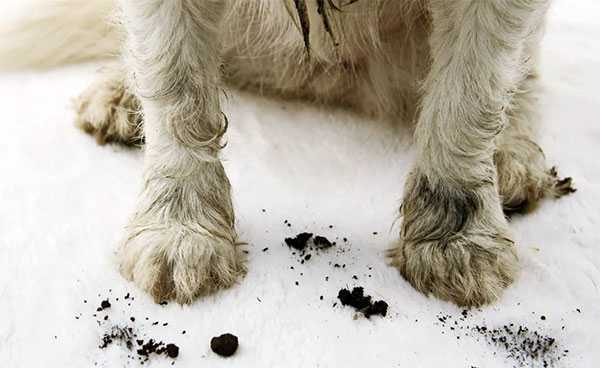 can-you-use-baby-wipes-on-dogs can-you-use-baby-wipes-on-dogs