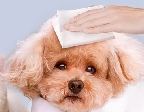 Choosing-the-Right-Wipes-for-Your-Pet
