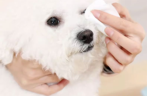 Can-I-Use-Doggy-Wet-Wipes-Daily
