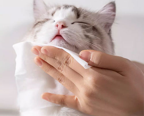 Diy pet clearance wipes for cats