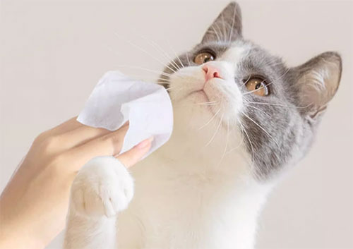 can-you-use-natural-baby-wipes-on-cats