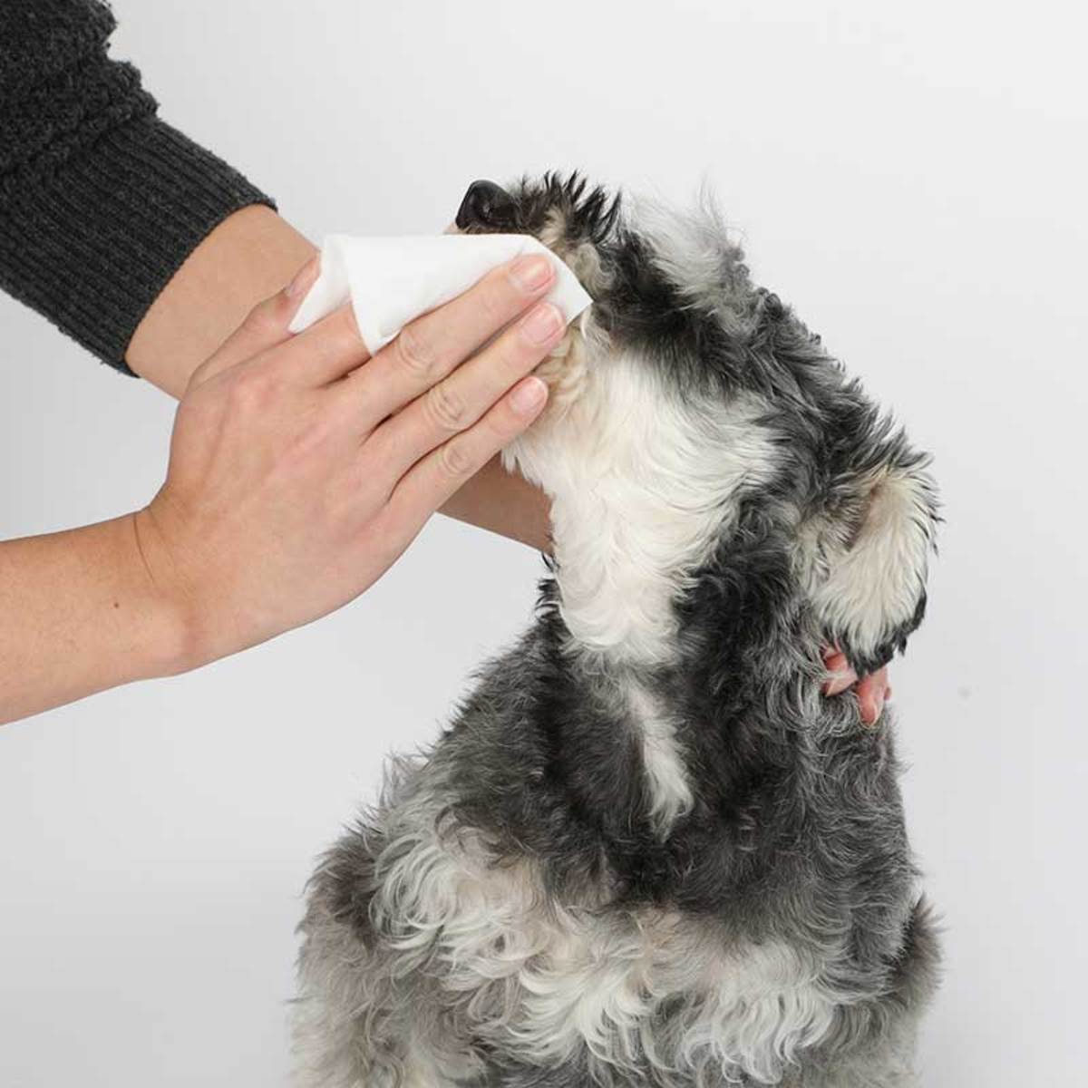 The 13 Best Safe Pet Wipes for Dogs in 2024