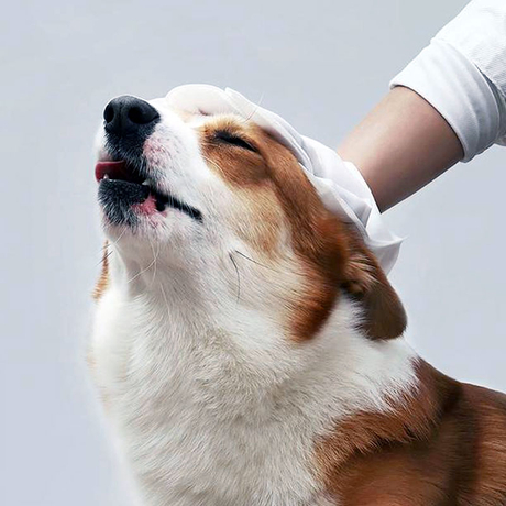 5-Best-Pet-wet-wipes-Manufacturers-and-supplier-in-china.jpg