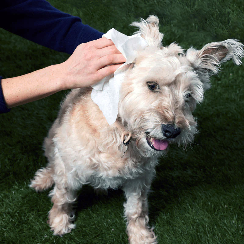 What Are the Best Cleaning Wipes for Dogs? 