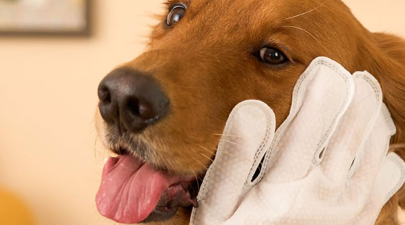 <h3>Pet Care Wipes</h3> 