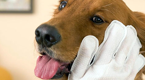 <h3>Pet Care Wipes</h3> 