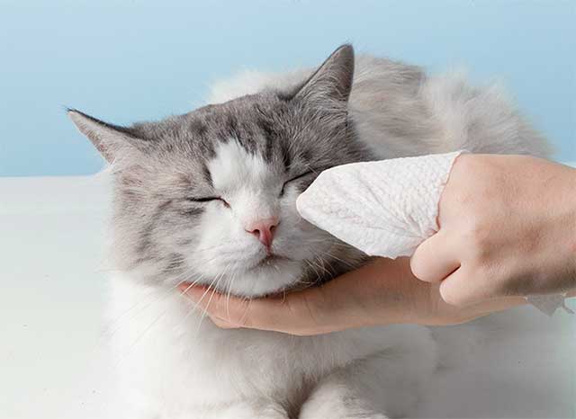 best-pet-wipes-for-cats