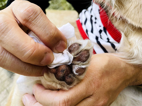 How-to-Use-Doggie-Wipes-for-Cleaning-Dog-Paws
